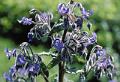 borago officinalis